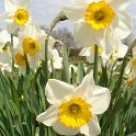 Narcissus grande couronne 'Flower Record'